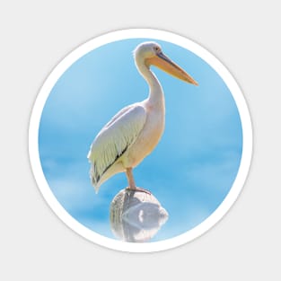 Pelican Bird Animal Wildlife Forest Nature Free Flight Magnet